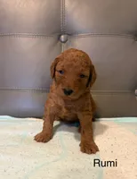 Rumi, a female Poodle - Miniature  for sale in San Marcos, CA – 3 of 4