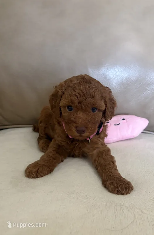 Rita – Poodle - Miniature  puppy for sale in San Marcos, CA