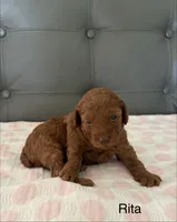 Rita, a female Poodle - Miniature  for sale in San Marcos, CA – 3 of 3