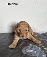 Ralphie , a male Poodle - Miniature  for sale in San Marcos, CA – 3 of 5