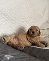Ralphie , a male Poodle - Miniature  for sale in San Marcos, CA – 5 of 5