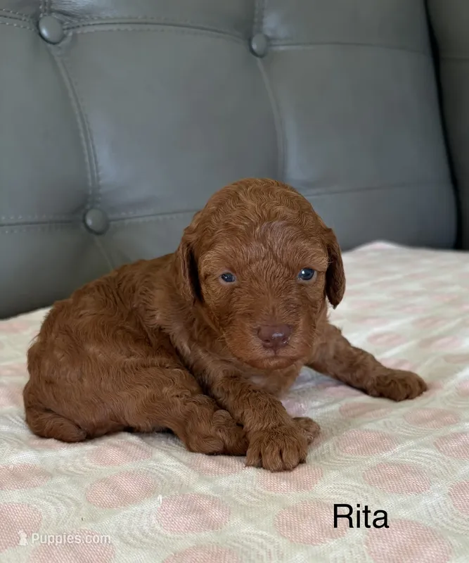 Rita – Poodle - Miniature  puppy for sale in San Marcos, CA