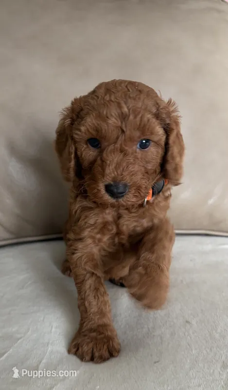 Ray – Poodle - Miniature  puppy for sale in San Marcos, CA
