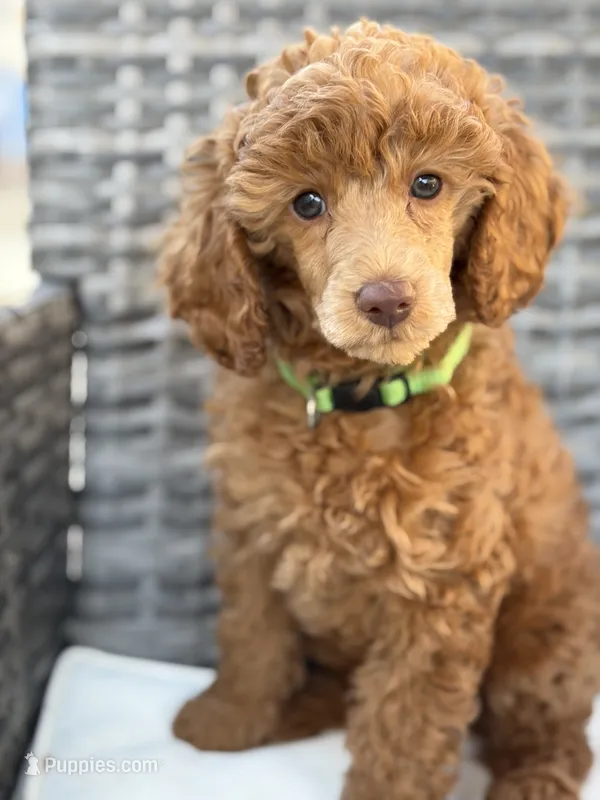Roman  – Poodle - Miniature  puppy for sale in San Marcos, CA