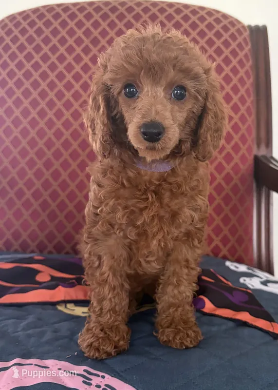 Riley – Poodle - Miniature  puppy for sale in San Marcos, CA