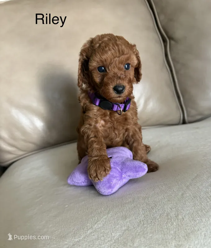Riley – Poodle - Miniature  puppy for sale in San Marcos, CA