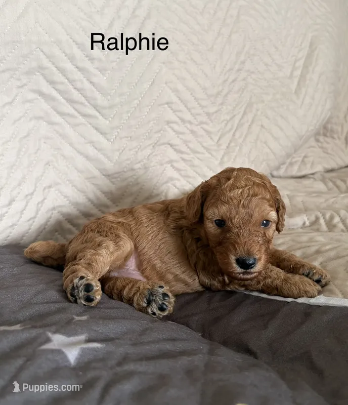 Ralphie  – Poodle - Miniature  puppy for sale in San Marcos, CA