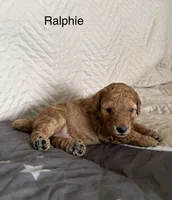 Ralphie , a male Poodle - Miniature  for sale in San Marcos, CA – 1 of 5