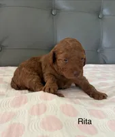 Rita, a female Poodle - Miniature  for sale in San Marcos, CA – 2 of 3