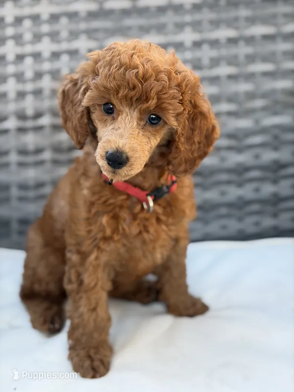 Rumi – Poodle - Miniature  puppy for sale in San Marcos, CA