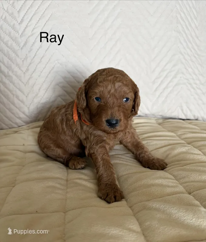 Ray – Poodle - Miniature  puppy for sale in San Marcos, CA