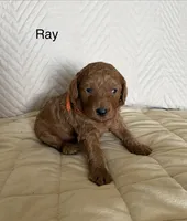 Ray, a male Poodle - Miniature  for sale in San Marcos, CA – 1 of 2