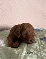 Riley, a female Poodle - Miniature  for sale in San Marcos, CA – 3 of 3
