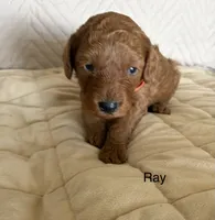 Ray, a male Poodle - Miniature  for sale in San Marcos, CA – 2 of 2