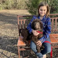 Trinket AKC, a female Poodle - Miniature  for sale in Dallas, TX – Photo 1 of 2