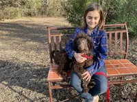 Trinket AKC, a female Poodle - Miniature  for sale in Dallas, TX – Photo 1 of 2