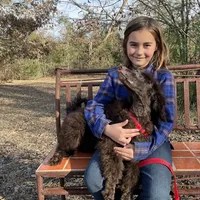 Trinket AKC, a female Poodle - Miniature  for sale in Dallas, TX – Photo 2 of 2