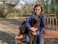 Trinket AKC, a female Poodle - Miniature  for sale in Dallas, TX – Photo 2 of 2