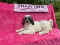 Bella AKC Merle, a female Poodle - Standard  for sale in Dallas, TX – 1 of 1