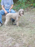 AKC Phantom Poodle , a female Poodle - Standard  for sale in Dallas, TX – 5 of 5