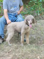 AKC Phantom Poodle , a female Poodle - Standard  for sale in Dallas, TX – 4 of 5