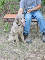AKC Phantom Poodle , a female Poodle - Standard  for sale in Dallas, TX – 3 of 5
