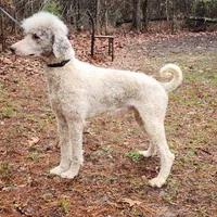 Koda, a male Poodle - Standard  for sale in Dallas, TX – Photo 4 of 4