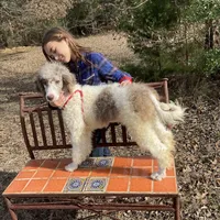 Koda, a male Poodle - Standard  for sale in Dallas, TX – Photo 2 of 4