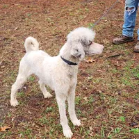Koda, a male Poodle - Standard  for sale in Dallas, TX – Photo 3 of 4