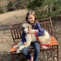 Koda, a male Poodle - Standard  for sale in Dallas, TX – Photo 1 of 4