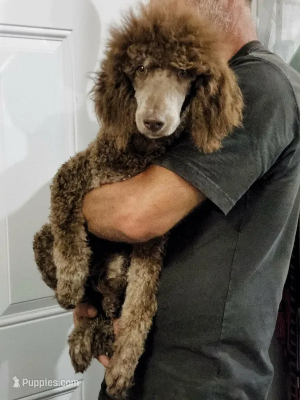AKC Phantom Poodle  – Poodle - Standard  puppy for sale in Dallas, TX