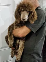 AKC Phantom Poodle , a female Poodle - Standard  for sale in Dallas, TX – 1 of 5