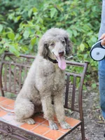 AKC Phantom Poodle , a female Poodle - Standard  for sale in Dallas, TX – 2 of 5