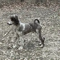 STETSON AKC MERLE, a male Poodle - Standard  for sale in Dallas, TX – Photo 2 of 7