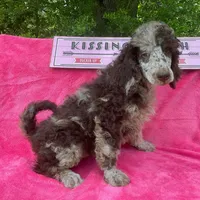 STETSON AKC MERLE, a male Poodle - Standard  for sale in Dallas, TX – Photo 3 of 7