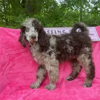 STETSON AKC MERLE, a male Poodle - Standard  for sale in Dallas, TX – Photo 6 of 7