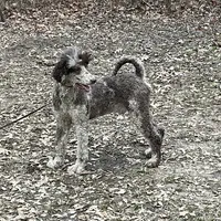 STETSON AKC MERLE, a male Poodle - Standard  for sale in Dallas, TX – Photo 7 of 7