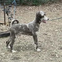STETSON AKC MERLE, a male Poodle - Standard  for sale in Dallas, TX – Photo 4 of 7