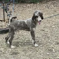 STETSON AKC MERLE, a male Poodle - Standard  for sale in Dallas, TX – Photo 5 of 7