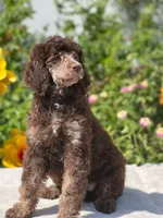Latte AKC Phantom Moyen, a female Poodle - Standard  for sale in Dallas, TX – 1 of 1