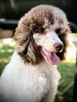 Capone AKC Merle, a male Poodle - Standard  for sale in Dallas, TX – Photo 1 of 7