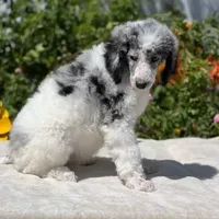 Capone AKC Merle, a male Poodle - Standard  for sale in Dallas, TX – Photo 5 of 7