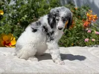 Capone AKC Merle, a male Poodle - Standard  for sale in Dallas, TX – Photo 5 of 7