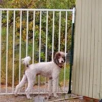 Capone AKC Merle, a male Poodle - Standard  for sale in Dallas, TX – Photo 2 of 7