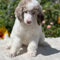 Capone AKC Merle, a male Poodle - Standard  for sale in Dallas, TX – Photo 6 of 7