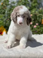 Capone AKC Merle, a male Poodle - Standard  for sale in Dallas, TX – Photo 6 of 7