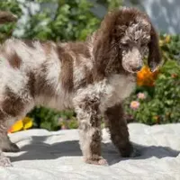 Capone AKC Merle, a male Poodle - Standard  for sale in Dallas, TX – Photo 4 of 7