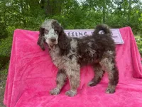 Capone AKC Merle, a male Poodle - Standard  for sale in Dallas, TX – Photo 3 of 7