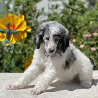 Capone AKC Merle, a male Poodle - Standard  for sale in Dallas, TX – Photo 4 of 10