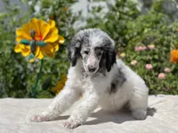 Capone AKC Merle, a male Poodle - Standard  for sale in Dallas, TX – Photo 4 of 10